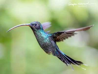 Hummingbirds of Costa Rica